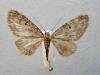Eupithecia tripunctaria